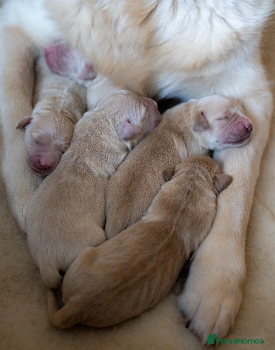 Golden Retriever dogs for sale: KC Registered Golden Retriever Puppies - Advert 5