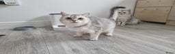 British Shorthair cats for sale: Amazing Quality Pedigree British Shorthair Kittens - Advert 15