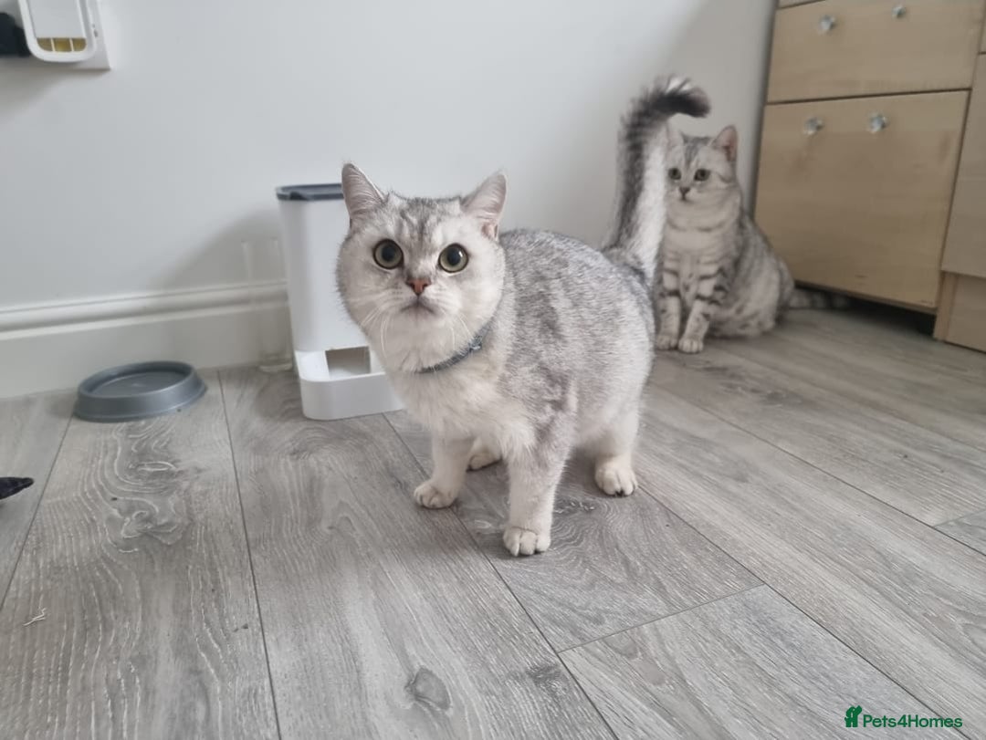 British Shorthair cats for sale: Amazing Quality Pedigree British Shorthair Kittens - Advert 15