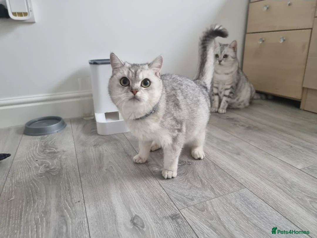 British Shorthair cats for sale: Amazing Quality Pedigree British Shorthair Kittens - Advert 10
