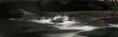 Domestic Shorthair 6