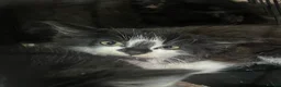 Domestic Shorthair cats for sale: Farm kittens for sale  - Advert 7