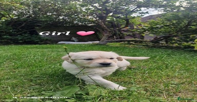 Golden Retriever dogs in Saint Helens - Advert 2