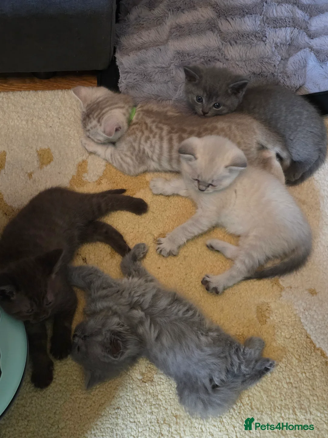 British Shorthair cats for sale: 🔥 Stunning British Shorthair Kittens to Reserve - Advert 20