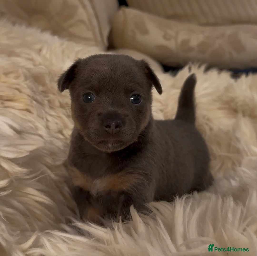 Jack Russell dogs for sale: Stunning blue and blue tri JRT pups - Advert 30