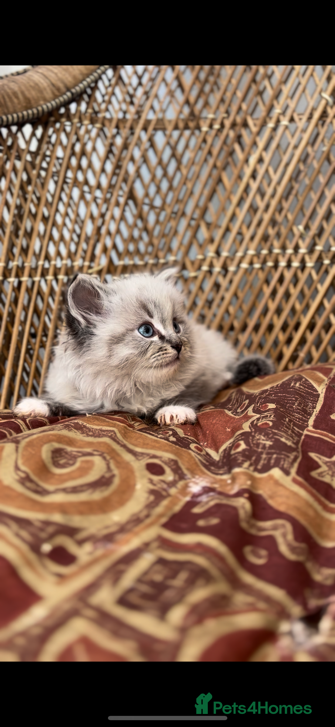 Ragdoll cats for sale: 🌟TICA🌟Champion Ragdoll🏆🏆🏆 - Image 4