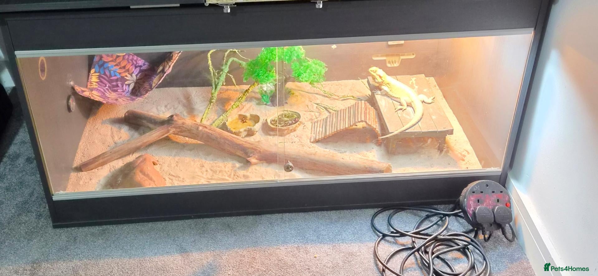 Bearded Dragon reptiles Bearded dragon  - Advert 2