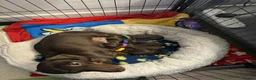 Miniature Dachshund dogs for stud: Sully, KC reg, Proven, IVDD Screened - Advert 14