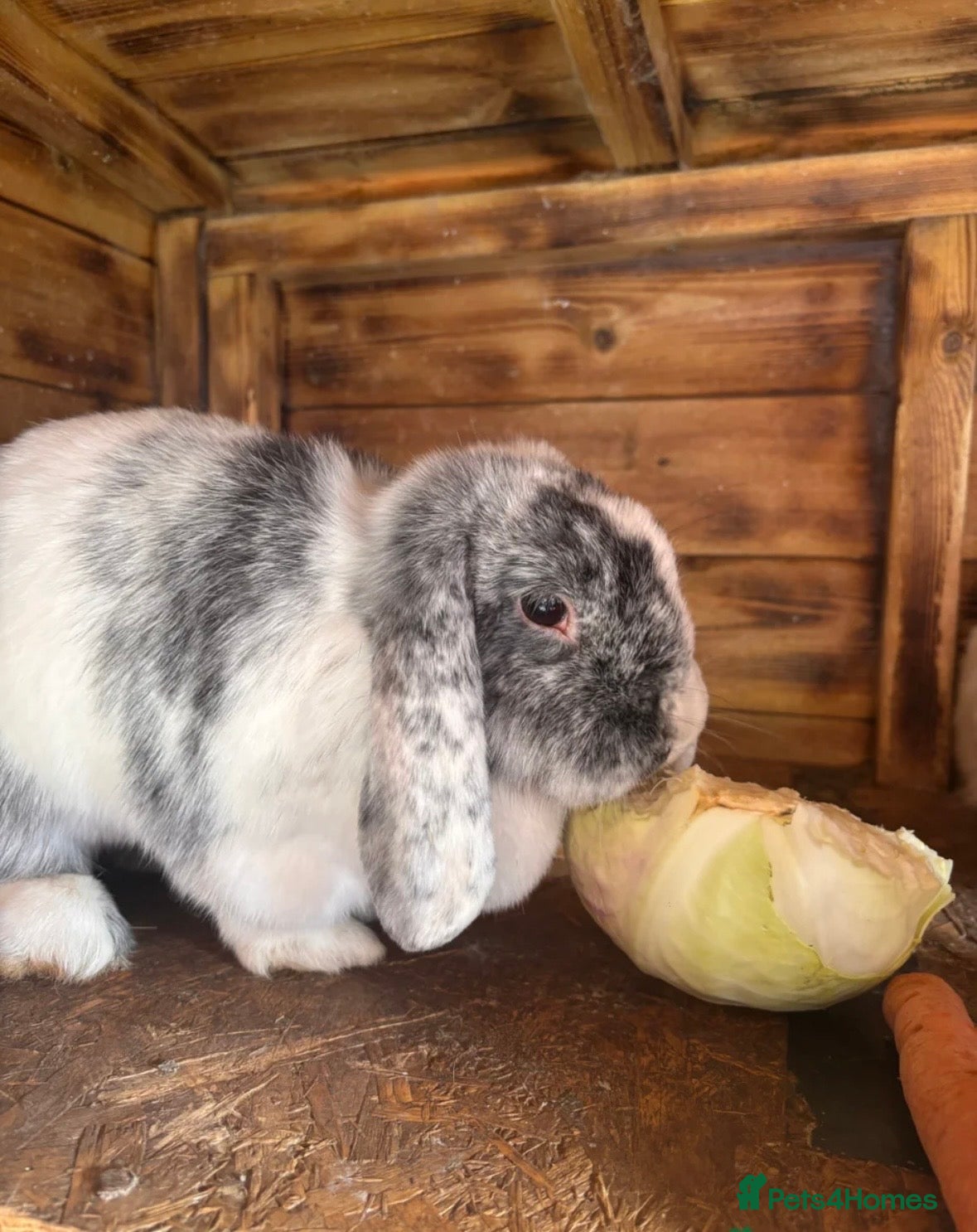 Mini Lop rabbits Bonded Mini Lops  - Advert 18