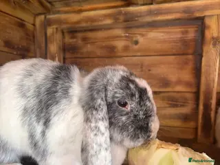 Mini Lop rabbits Bonded Mini Lops - Advert 18