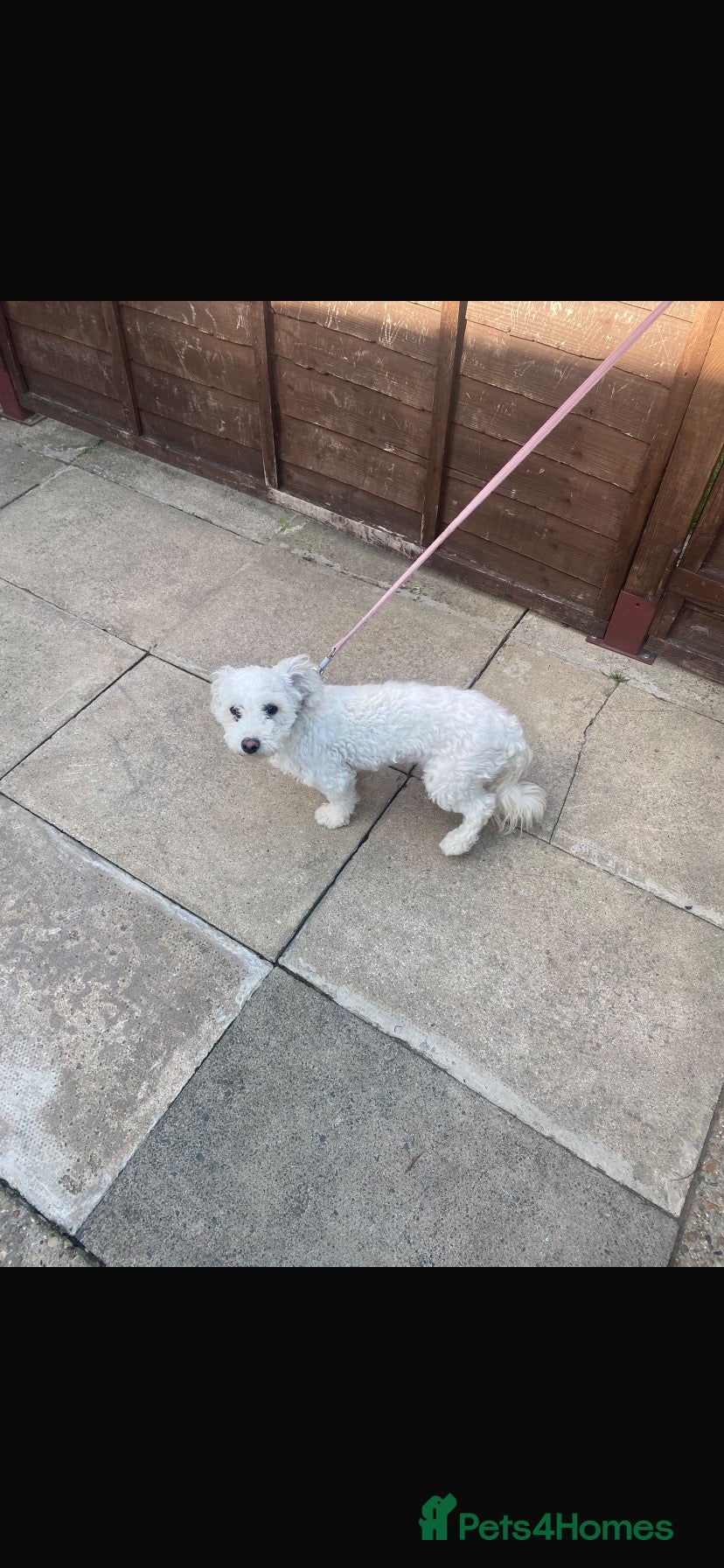 Poochon dogs Poochon for sale  - Advert 2