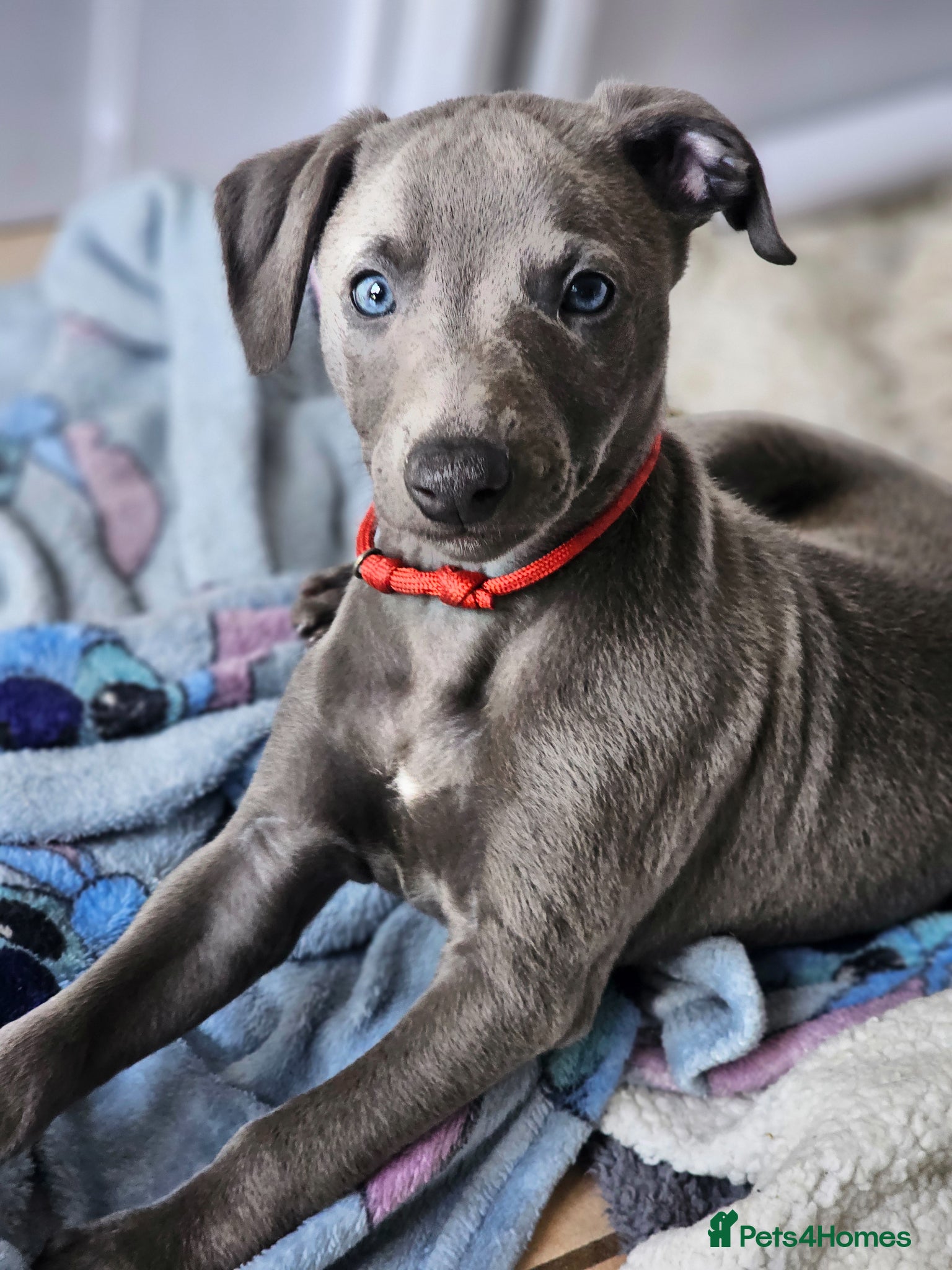 Whippet dogs KC registered Laguna lines Whippet Puppies  - Advert 1