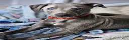Whippet dogs for sale: KC registered Laguna lines Whippet Puppies  - Advert 7