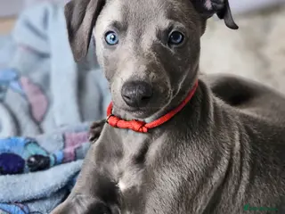 Whippet dogs KC registered Laguna lines Whippet Puppies - Advert 1