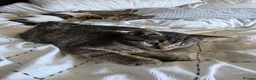 Mixed Breed cats for sale: Beautiful kittens  - Advert 4