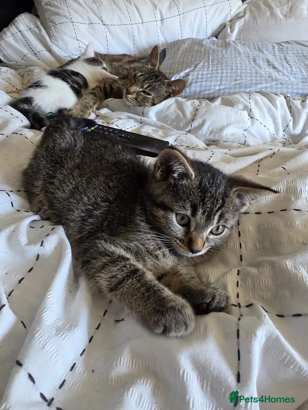 Mixed Breed cats for sale: Beautiful kittens  - Advert 4