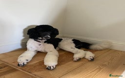 Standard Poodle dogs for sale: Beautiful KC Registered Standard Poodle Puppies - Image 4