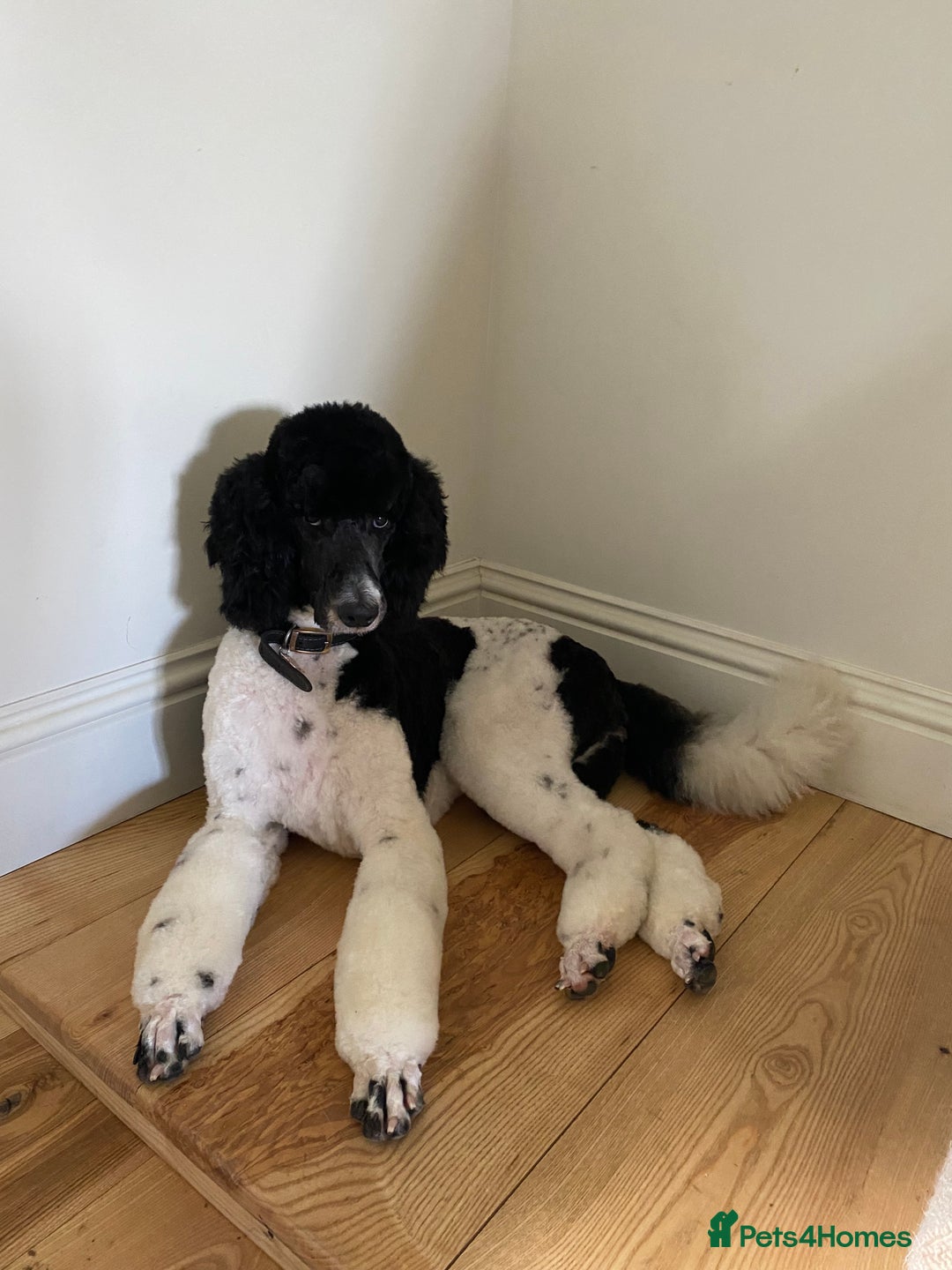 Standard Poodle dogs for sale: Beautiful KC Registered Standard Poodle Puppies - Image 4