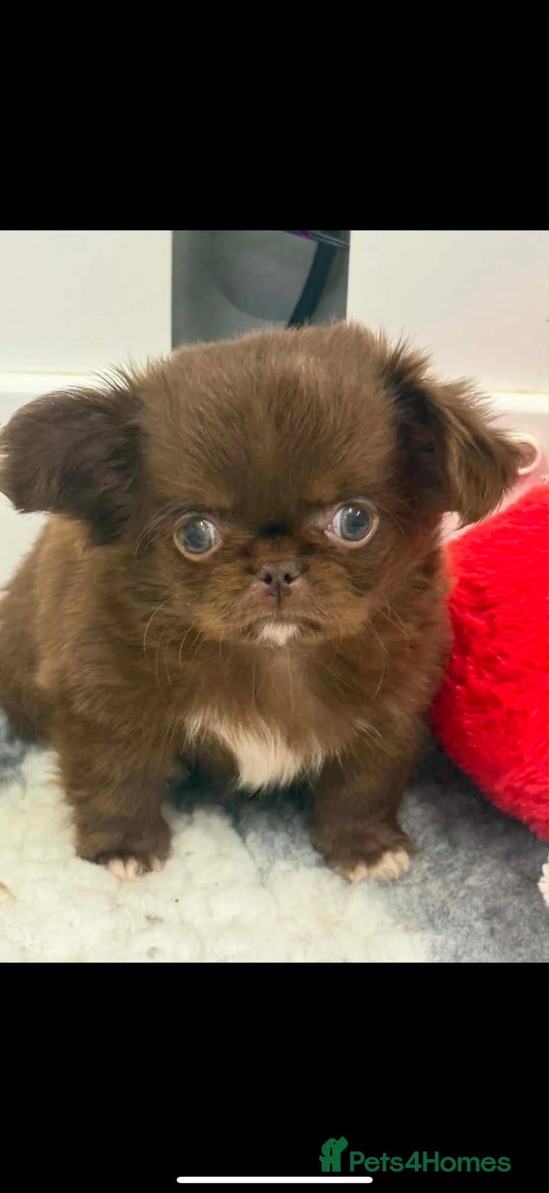 Chihuahua dogs for sale: Tiny Chocolate long coat boy - Advert 2