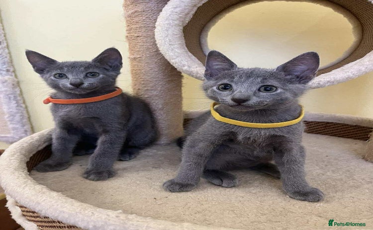 Russian Blue cats - Advert 1