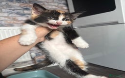 British Shorthair cats for sale: 4 Kittens for sale - Image 32
