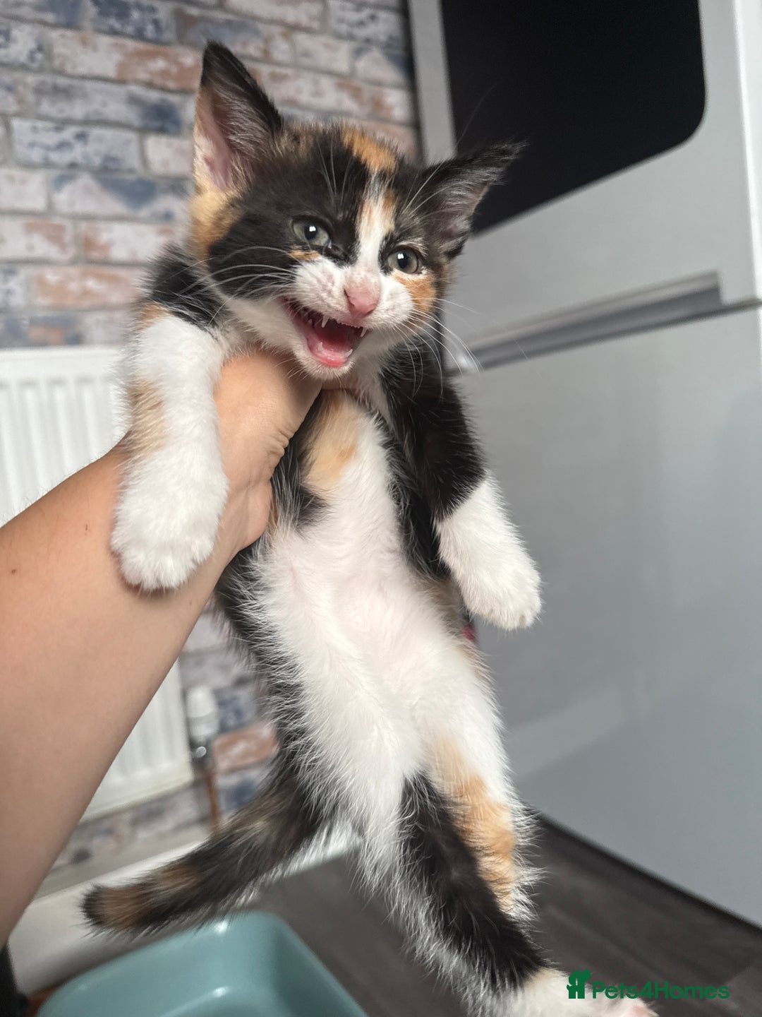 British Shorthair cats for sale: 4 Kittens for sale - Image 32