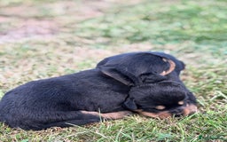 Rottweiler dogs for sale: Stunning Rottweiler puppies  - Image 8