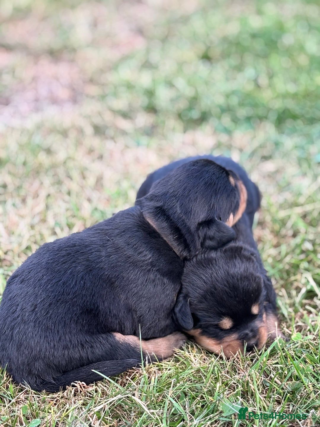 Rottweiler dogs for sale: Stunning Rottweiler puppies  - Image 8