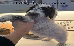 Cockapoo dogs for sale: Cockapoo puppies. Fully DNA tested.  - Image 27