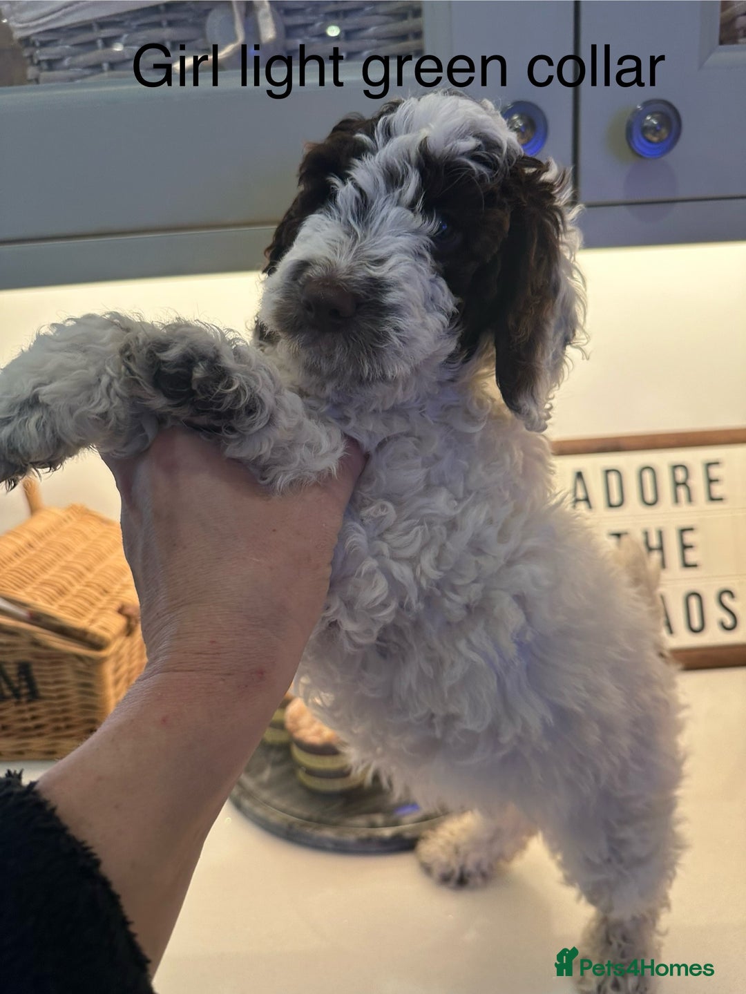 Cockapoo dogs for sale: Cockapoo puppies. Fully DNA tested.  - Image 27