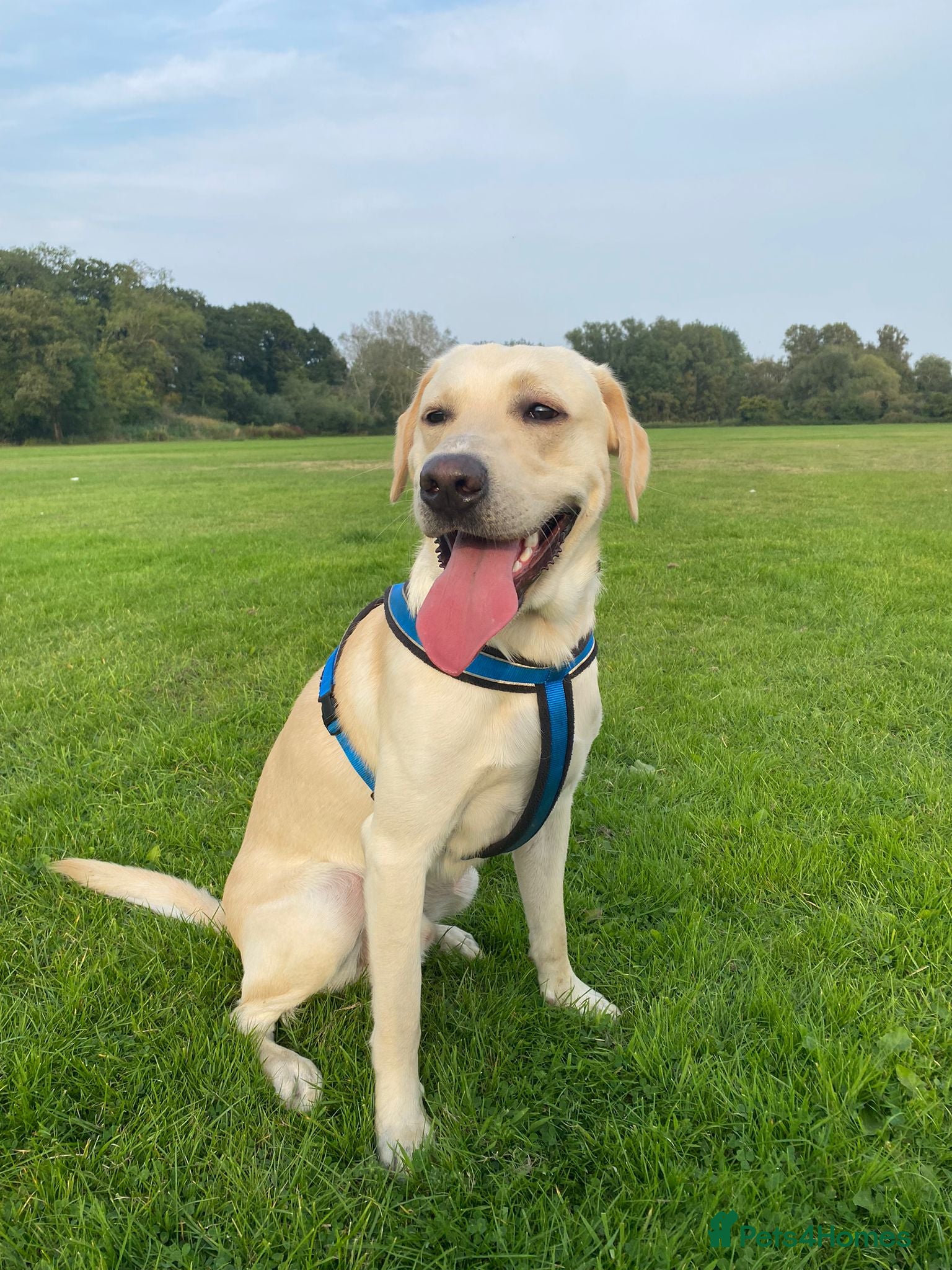 Labrador Retriever dogs Billy  PROVEN STUD in Coventry - Advert 23