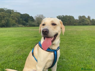 Labrador Retriever dogs for stud in Coventry - Advert 1