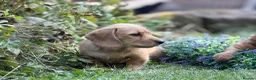 Mixed Breed dogs for sale: Two beautiful dachshund x schweenie  in Chester - Advert 7