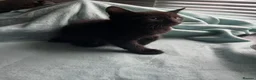 Mixed Breed cats for sale: Male kittens  - Advert 2
