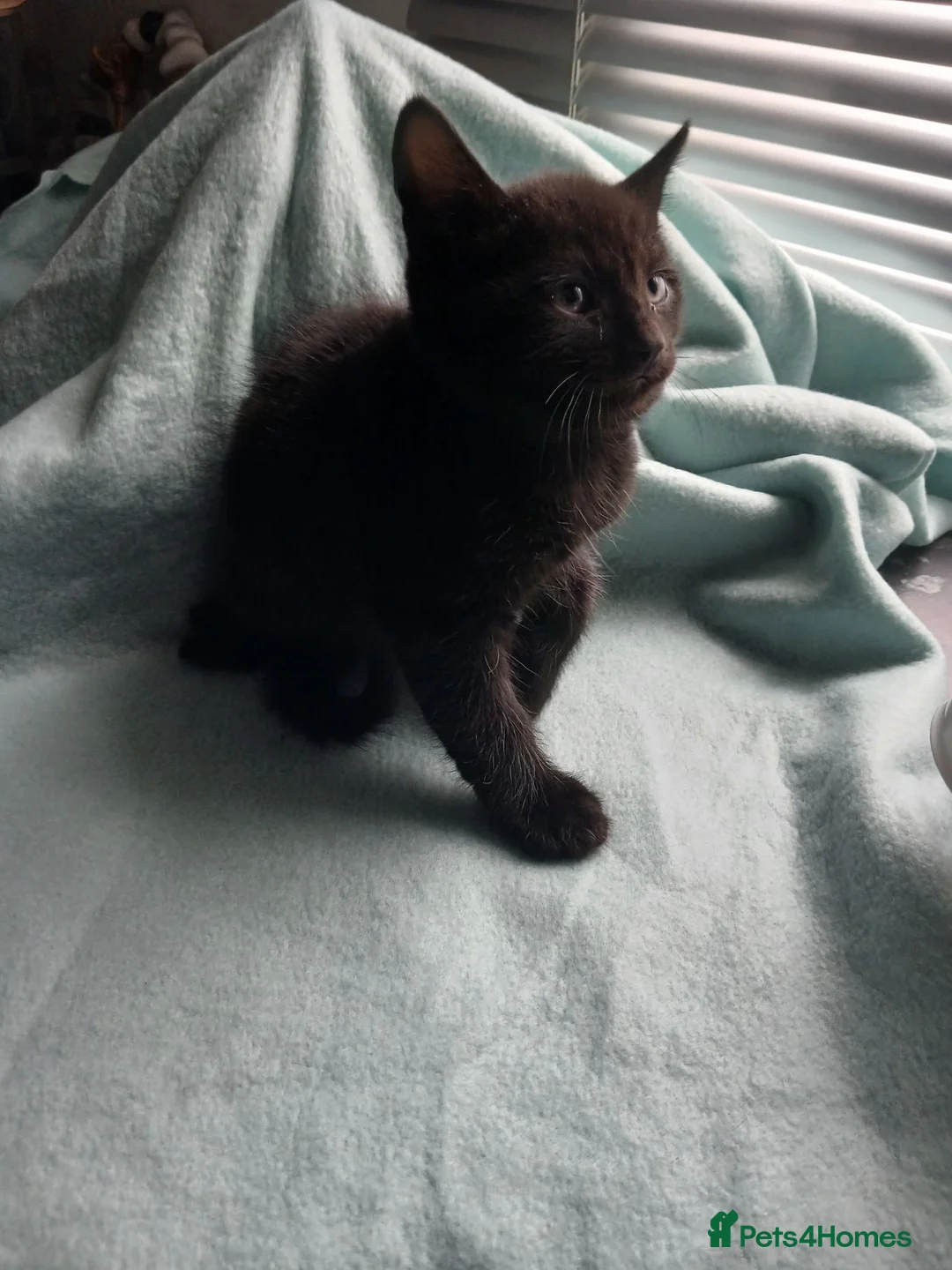 Mixed Breed cats for sale: Male kittens  - Advert 2