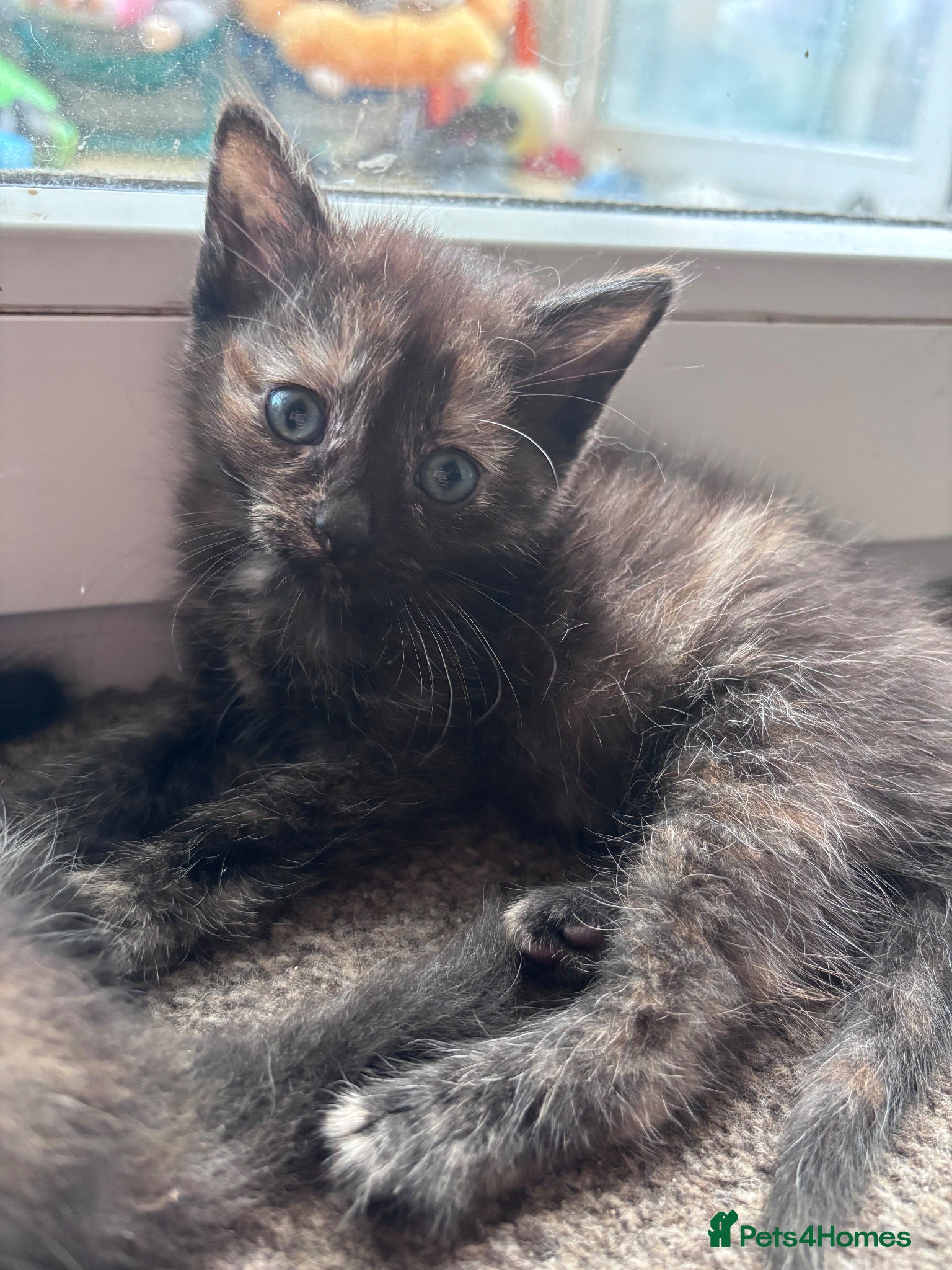 Mixed Breed cats Beautiful fluffy kittens - Advert 6