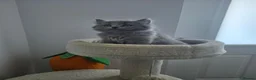 British Shorthair cats for sale: BSH adorable kittens  - Advert 8