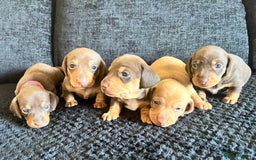 Miniature Dachshund dogs for sale: KC Miniature Dachshunds - Image 9