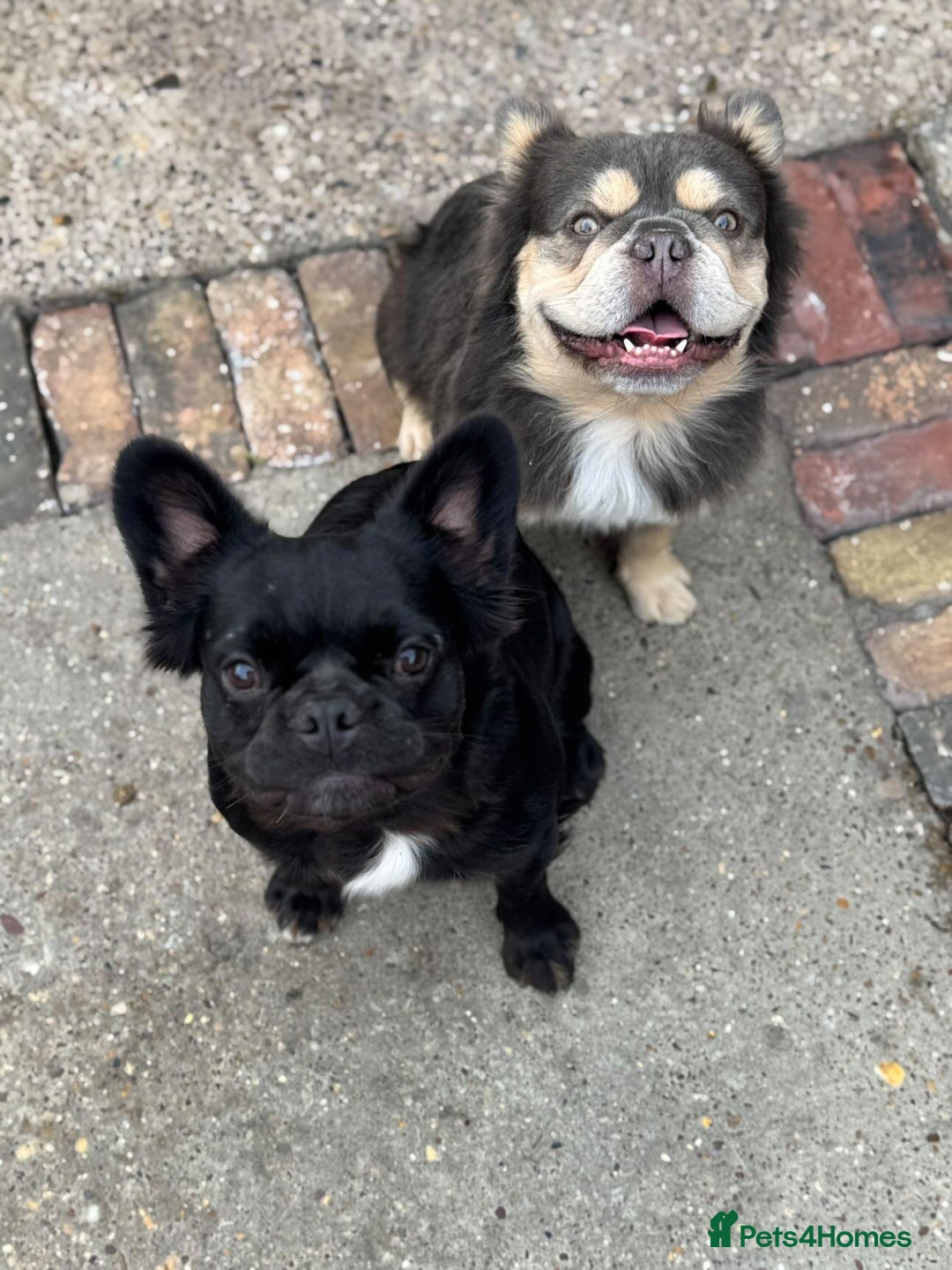 French Bulldog dogs for sale: HIGH QUALITY FLUFFY FRENCHIES  - Advert 11