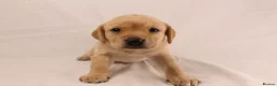Labrador Retriever dogs for sale: 🐾🧡 BEAUTIFUL WORKING LABRADOR PUPPIES 🧡🐾 - Advert 8
