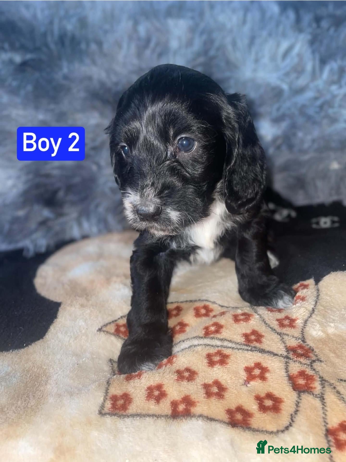 Cockapoo dogs x1 Girl & x4 Boys Available - Cockapoo Puppies  - Advert 18