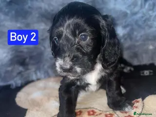 Cockapoo dogs x1 Girl & x4 Boys Available - Cockapoo Puppies - Advert 18