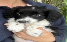 Border Collie dogs for sale: Beautiful Border Collie x Springer Spaniel Puppies - Image 5