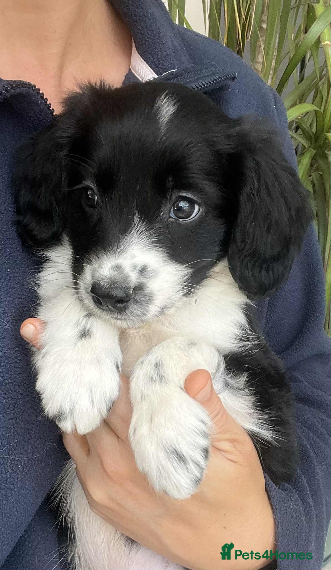 Border Collie dogs for sale: Beautiful Border Collie x Springer Spaniel Puppies - Image 5