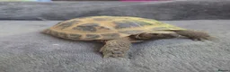 Tortoise reptiles for sale: Horsefield Tortoises 🐢  - Advert 3