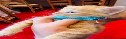 Maine Coon cats for sale:     Stunning 6 Week Old Maine Coon Cross Kittens - Advert 12