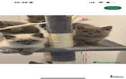 British Shorthair cats for sale: British shorthair  - Image 1