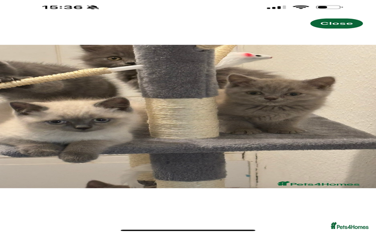 British Shorthair cats - Advert 6