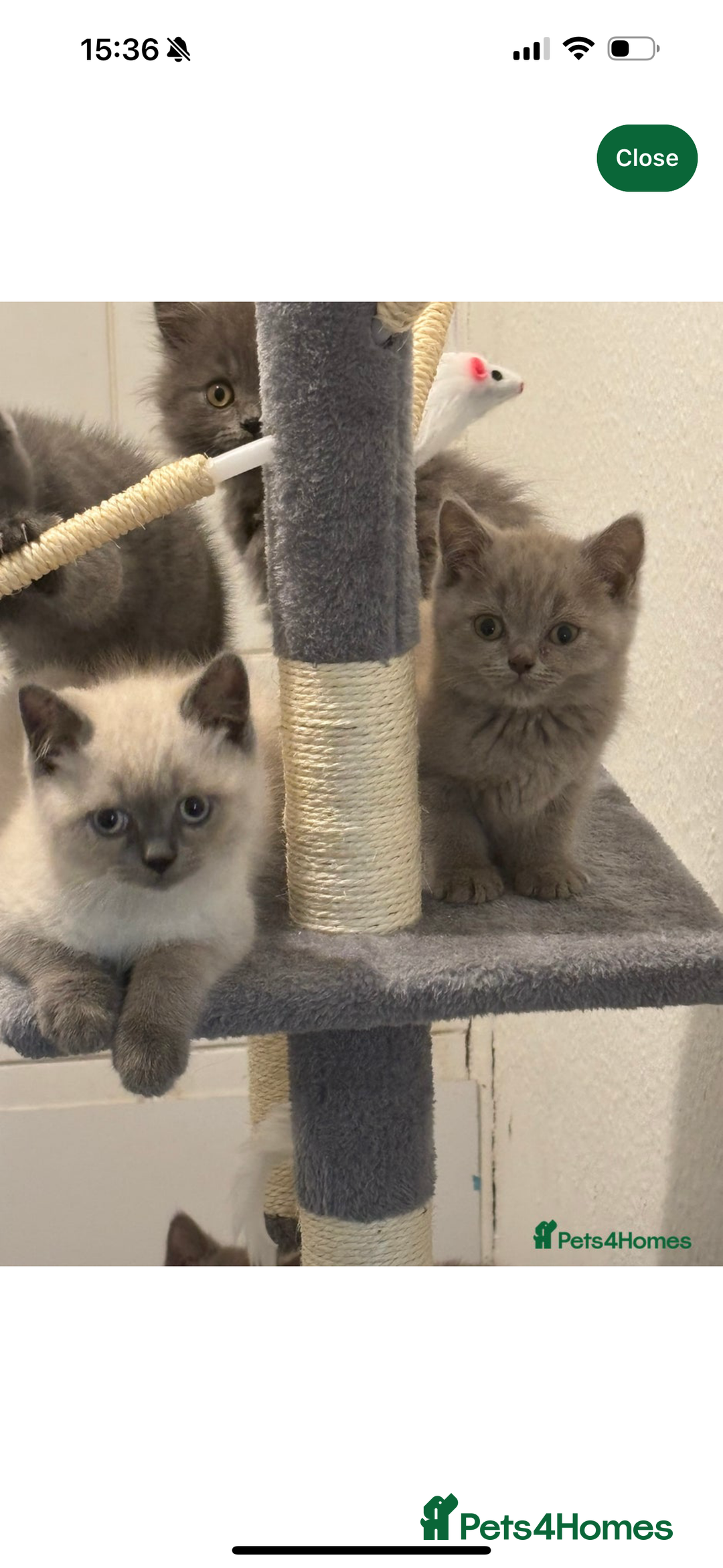 British Shorthair cats for sale: British shorthair  - Image 1