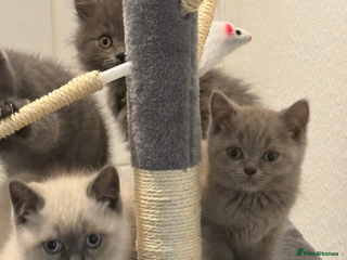 British Shorthair cats - Advert 31